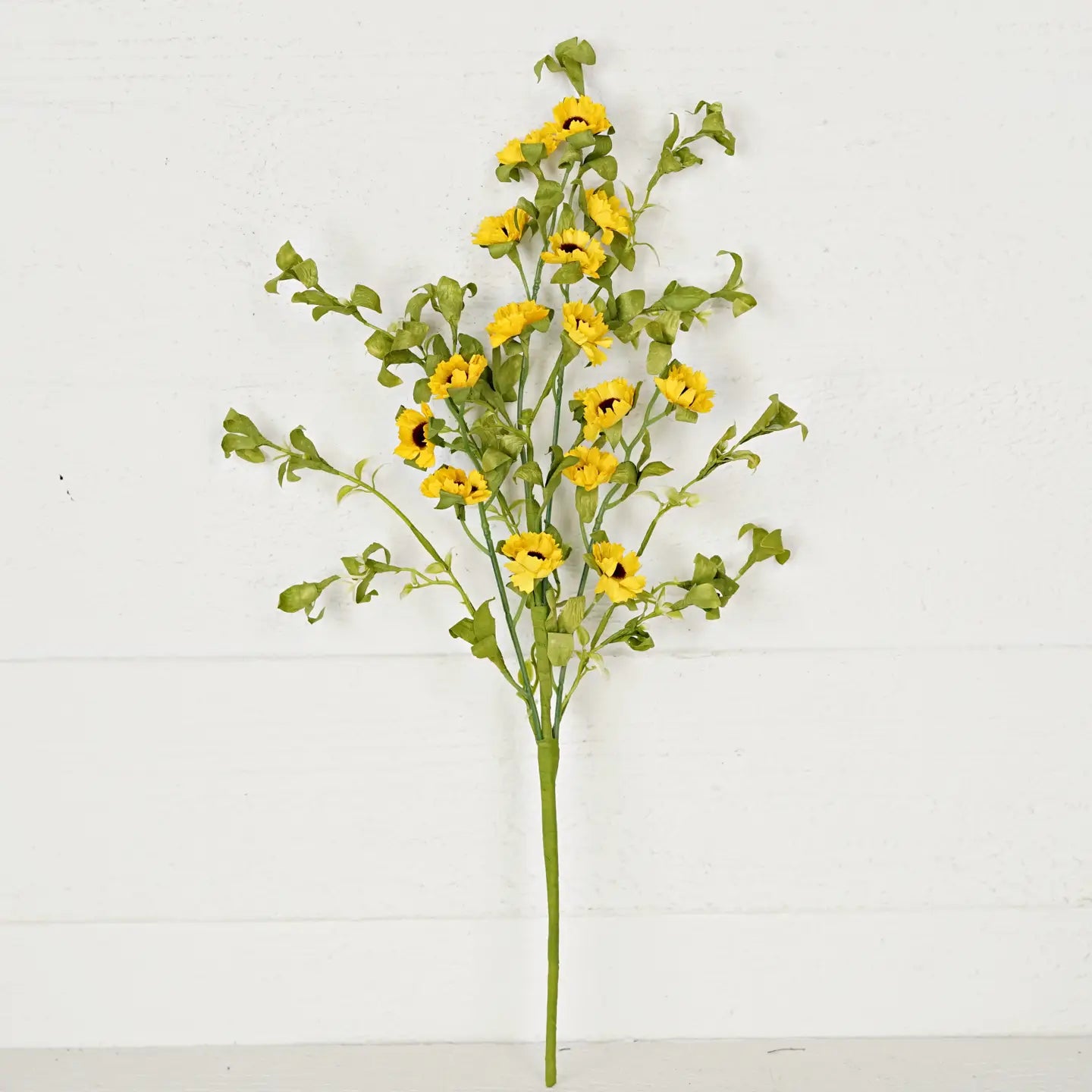 Black Eyes Susan Blossoms
