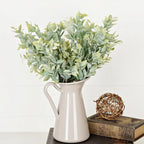 Evergreen Ash Bush