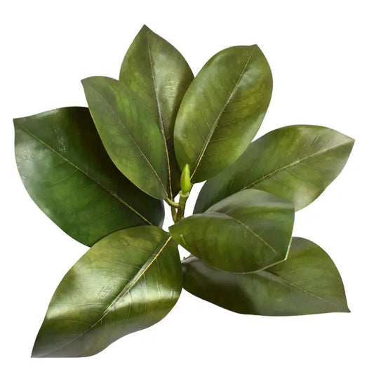 Fresh Cut Magnolia Leaf Stem - Green