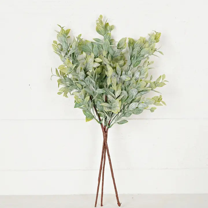 Evergreen Ash Bush