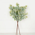 Evergreen Ash Bush