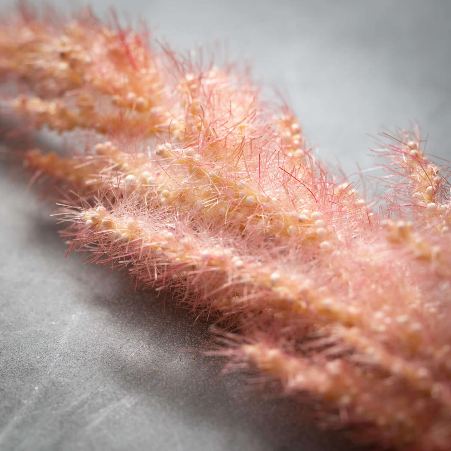Dried Salmon Peach Plume