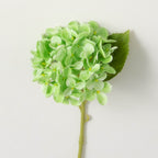 Hydrangea Stems