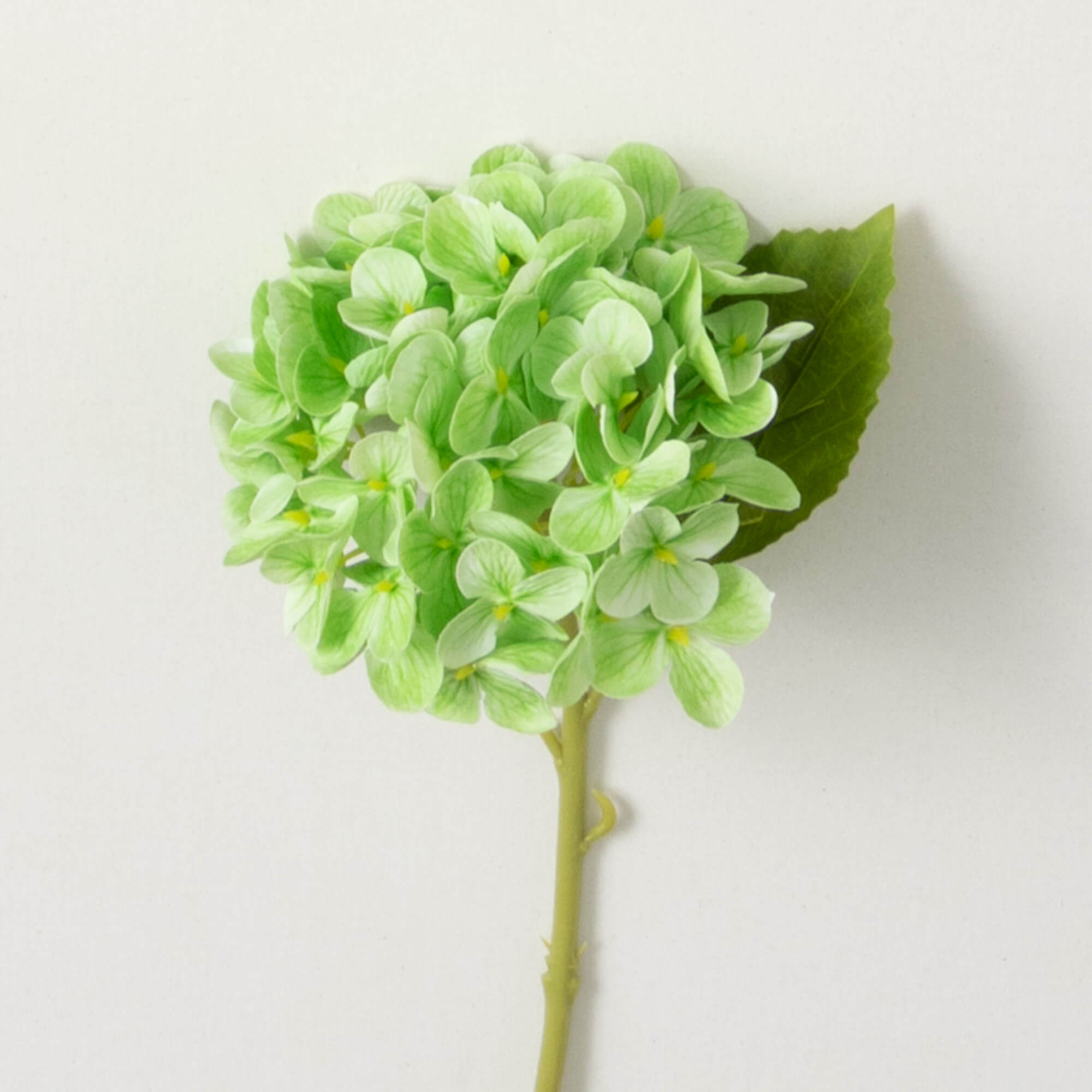 Hydrangea Stems