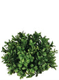 Boxwood Half Orb