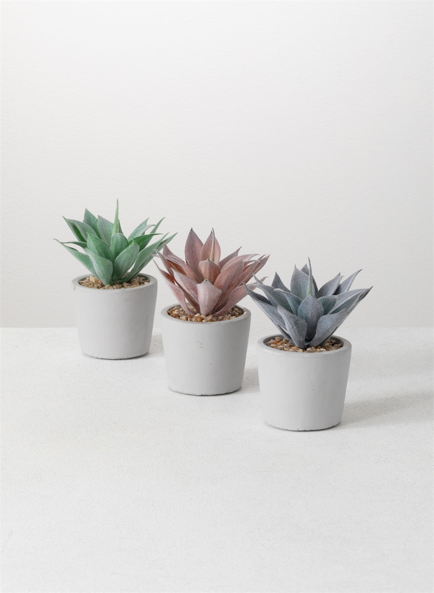 Potted Agave