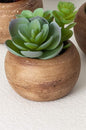 Mini Potted Succulent