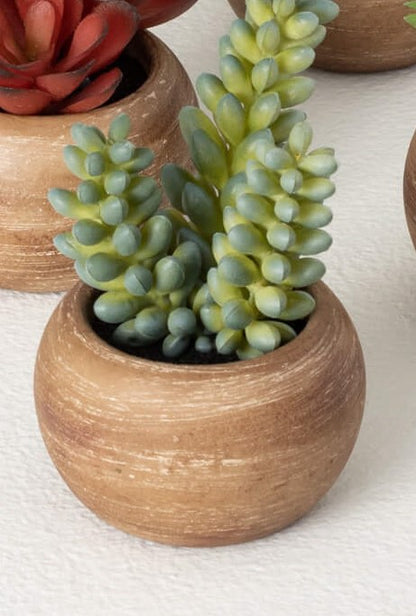 Mini Potted Succulent