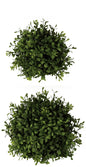 Boxwood Orb