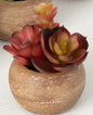 Mini Potted Succulent