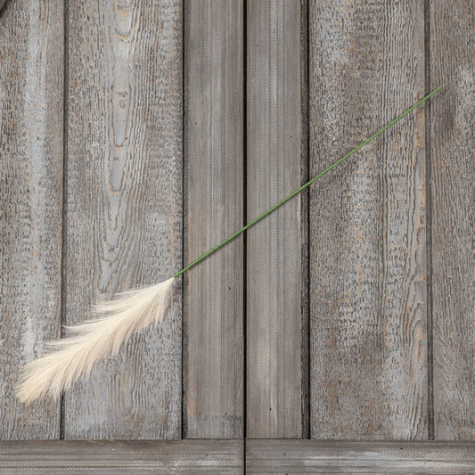 Pampas Grass Stem