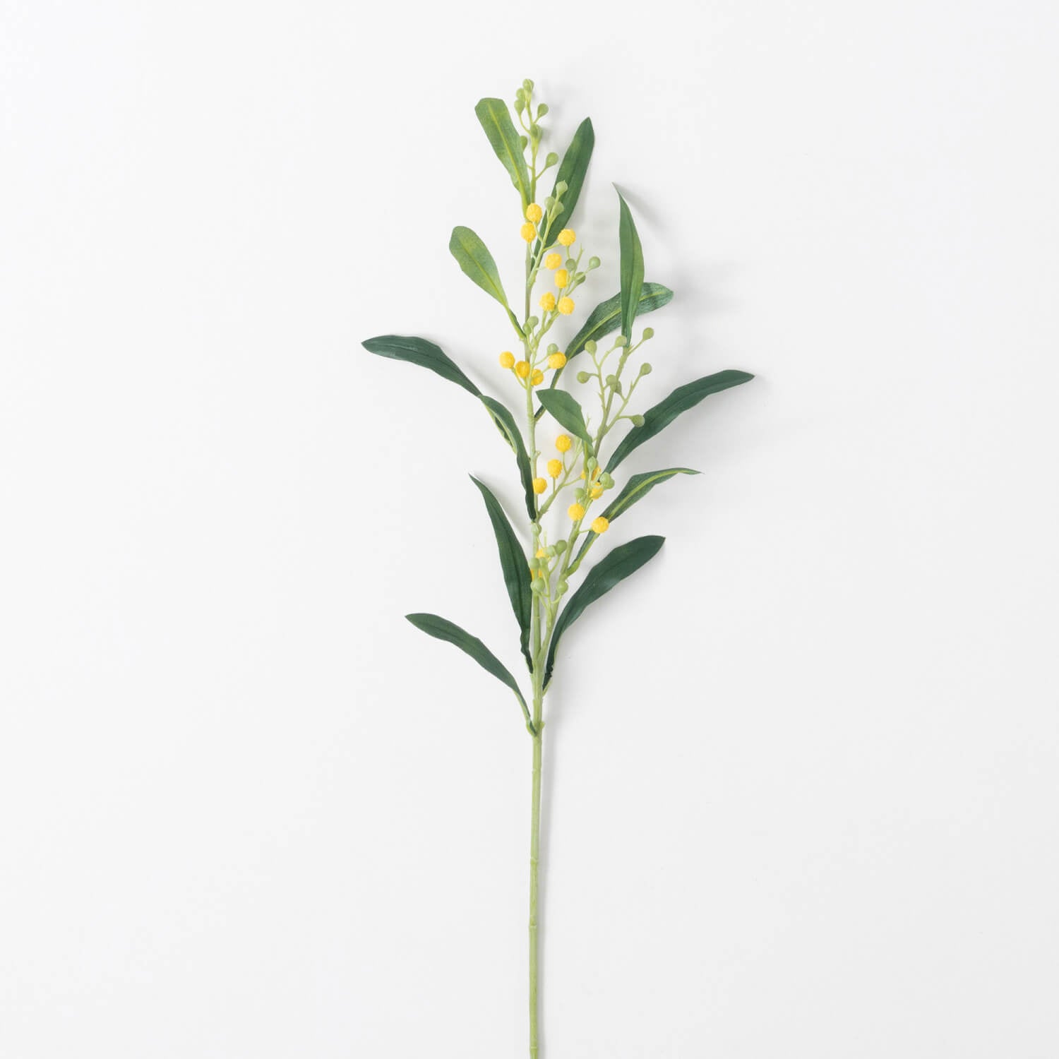 Mimosa Stem